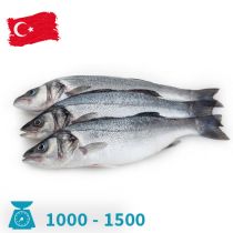  سمك سيباس تركى 1000-1500